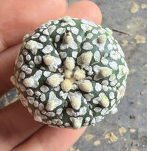 Load image into Gallery viewer, Astrophytum asterias 'Super Kabuto V-Type
