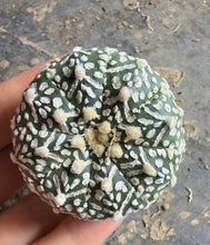 Load image into Gallery viewer, Astrophytum asterias 'Super Kabuto V-Type
