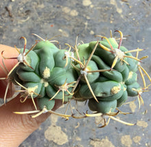 Load image into Gallery viewer, Glandulicactus crassihamatus
