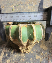 Load image into Gallery viewer, Grafted Ariocarpus kotschoubeyanus
