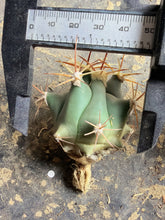 Load image into Gallery viewer, Ferocactus emoryi
