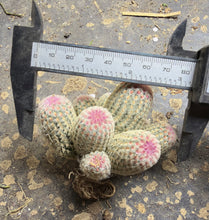 Load image into Gallery viewer, Echinocereus rigidissimus var.
