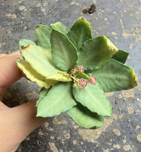Load image into Gallery viewer, Rare Euphorbia francoisii, Multi-color Leaf Spurge Caudex, Live Succulent

