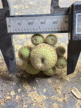 Load image into Gallery viewer, Mammillaria carmenae 'Rubrispina'
