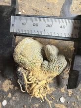 Load image into Gallery viewer, Turbinicarpus pseudopectinatus crested
