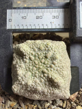 Load image into Gallery viewer, Pseudolithos cubiformis
