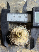 Load image into Gallery viewer, Gymnocalycium bodenbenderianum
