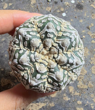 Load image into Gallery viewer, Astrophytum asterias 'Super Kabuto V-Type
