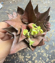 Load image into Gallery viewer, Rare Euphorbia francoisii, Multi-color Leaf Spurge Caudex, Live Succulent
