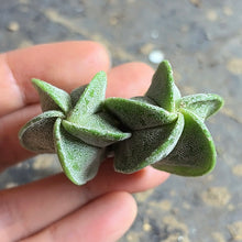 Load image into Gallery viewer, Astrophytum myriostigma
