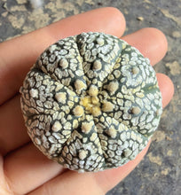 Load image into Gallery viewer, Astrophytum asterias 'Super Kabuto
