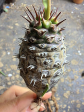 Load image into Gallery viewer, Euphorbia pachypodioides
