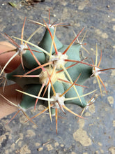 Load image into Gallery viewer, Ferocactus emoryi
