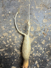 Load image into Gallery viewer, Bursera fagaroides
