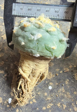 Load image into Gallery viewer, Lophophora peyote
