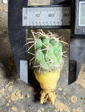 Load image into Gallery viewer, Coryphantha poselgeriana var. valida
