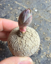 Load image into Gallery viewer, Euphorbia Rapulum
