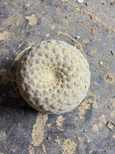 Load image into Gallery viewer, Euphorbia piscidermis
