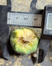 Load image into Gallery viewer, Astrophytum Asterias
