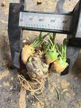 Load image into Gallery viewer, Euphorbia cv. Cocklebur
