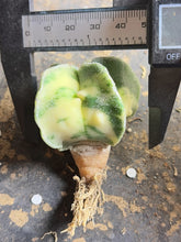 Load image into Gallery viewer, Astrophytum myriostigma variegated
