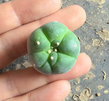 Load image into Gallery viewer, Lophophora peyote
