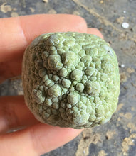 Load image into Gallery viewer, Pseudolithos cubiformis
