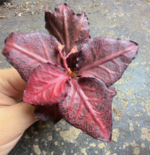 Load image into Gallery viewer, Rare Euphorbia francoisii, Multi-color Leaf Spurge Caudex, Live Succulent
