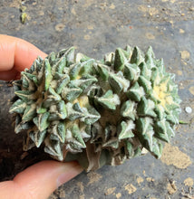 Load image into Gallery viewer, Grafted Ariocarpus kotschoubeyanus
