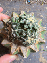 Load image into Gallery viewer, Grafted Ariocarpus kotschoubeyanus
