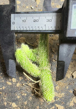 Load image into Gallery viewer, Stapelianthus pilosus, Hairy Stapelianthus, Rare Stapeliad Succulent, Live Plant
