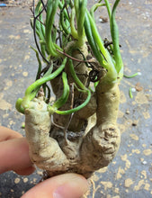 Load image into Gallery viewer, Tylecodon reticulatus
