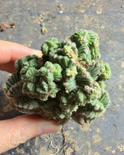 Load image into Gallery viewer, Aztekium Valdezii (grafted)
