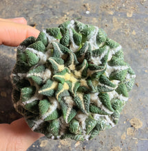 Load image into Gallery viewer, Grafted Ariocarpus kotschoubeyanus
