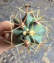 Load image into Gallery viewer, Ferocactus gracilis H.E.Gates
