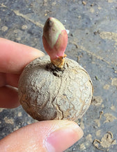 Load image into Gallery viewer, Euphorbia Rapulum
