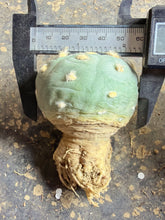 Load image into Gallery viewer, Lophophora peyote
