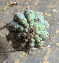 Load image into Gallery viewer, Cipocereus bradei（Blue Torch Cactus
