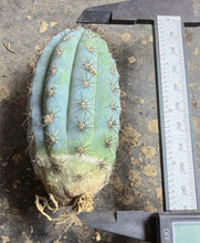 Load image into Gallery viewer, Cipocereus bradei（Blue Torch Cactus
