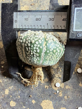 Load image into Gallery viewer, Astrophytum asterias 'Super Kabuto

