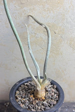 Load image into Gallery viewer, Astrophytum caput-medusae
