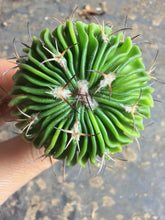 Load image into Gallery viewer, Stenocactus phyllacanthus
