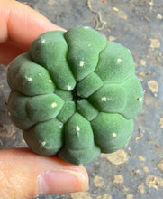 Load image into Gallery viewer, Matucana madisoniorum
