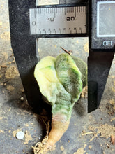 Load image into Gallery viewer, Astrophytum myriostigma variegated
