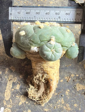 Load image into Gallery viewer, Lophophora peyote
