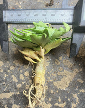 Load image into Gallery viewer, Rare Euphorbia francoisii, Multi-color Leaf Spurge Caudex, Live Succulent
