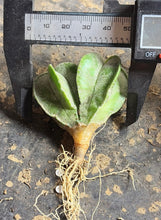 Load image into Gallery viewer, Astrophytum myriostigma
