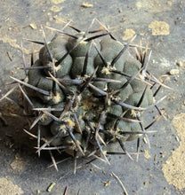 Load image into Gallery viewer, Gymnocalycium bodenbenderianum
