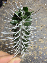 Load image into Gallery viewer, Alluaudia montagnacii, Madagascar Ocotillo, Hell Demon Needle, Rare Spiny Succulent
