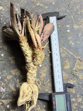 Load image into Gallery viewer, Euphorbia francoisii

